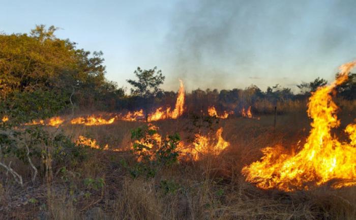 Divulgação Naturatins