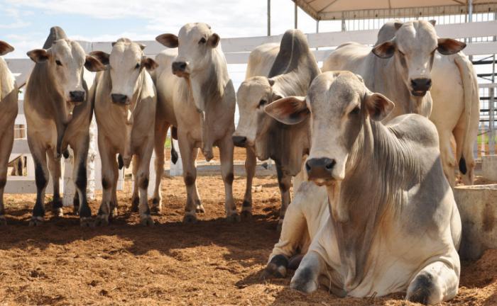 Governo do Tocantins