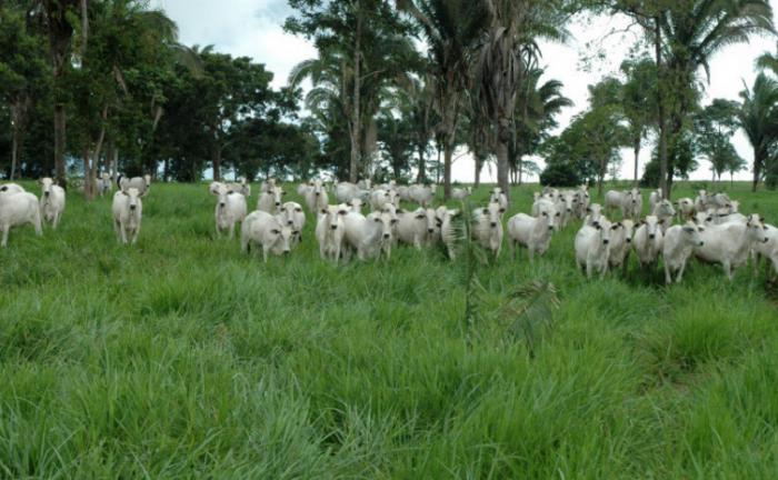 Governo do Tocantins