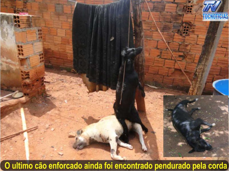 imagem do site www.tocnoticias.com.br